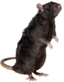 Rato-preto (Rattus rattus)